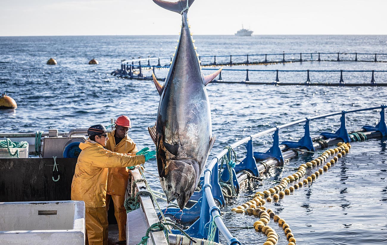 BLUEFIN TUNA FAMILY - Fuentes