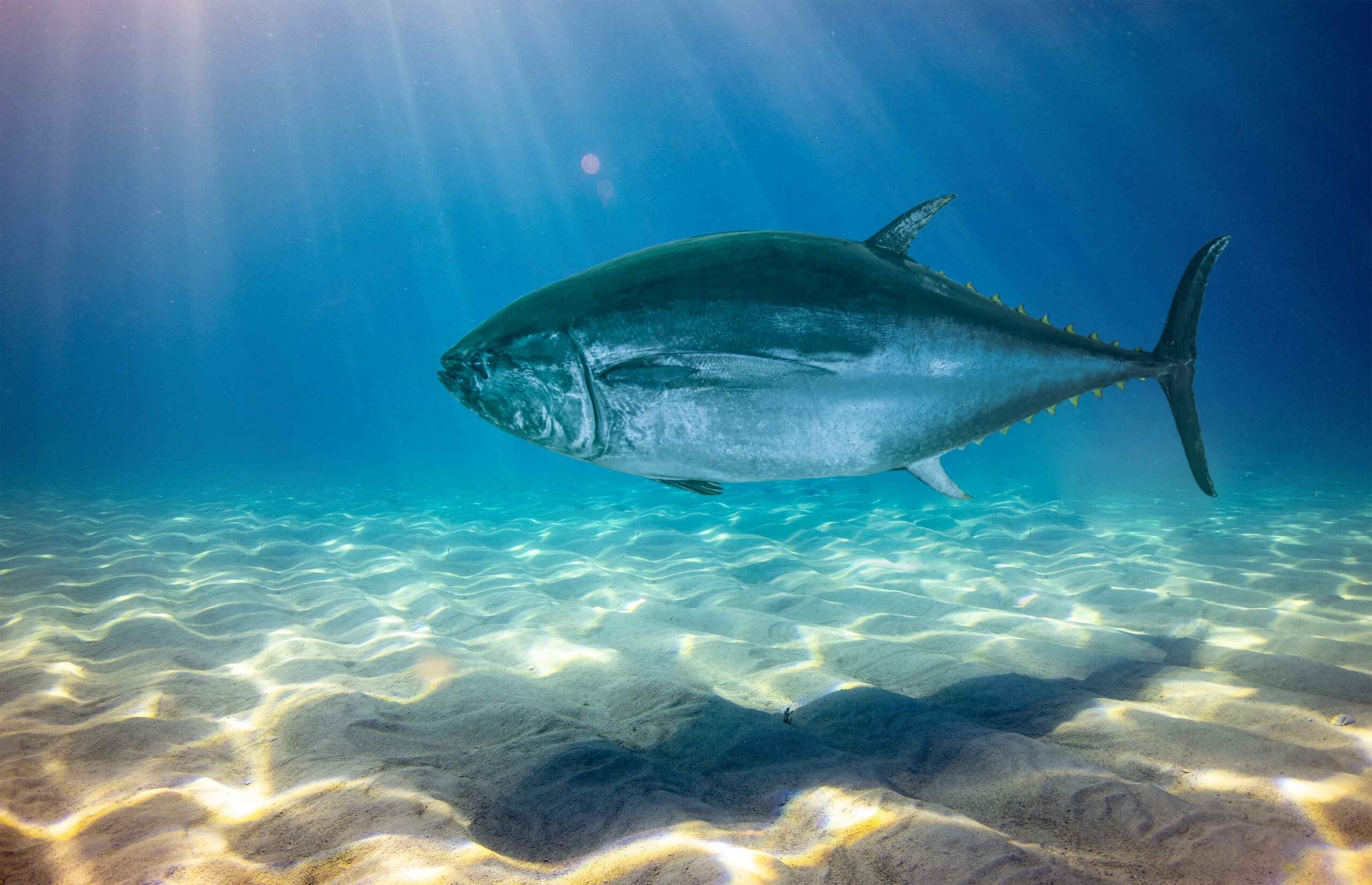 シマノ　BLUE FIN TUNA S86M シマノ BLUE FIN TUNA S86M - メルカリ